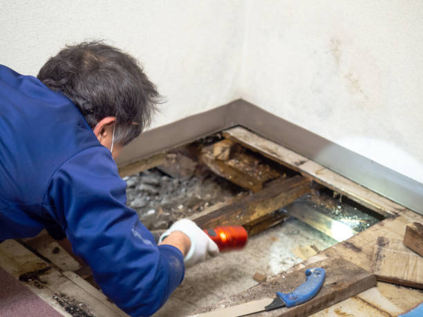 Professional Mold Removal in Hobart, OK
