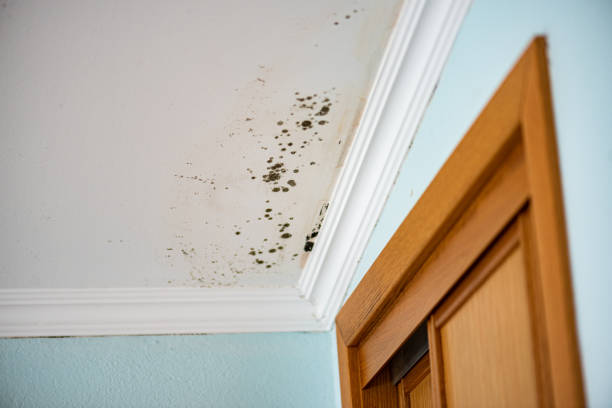 Best Black Mold Removal  in Hobart, OK