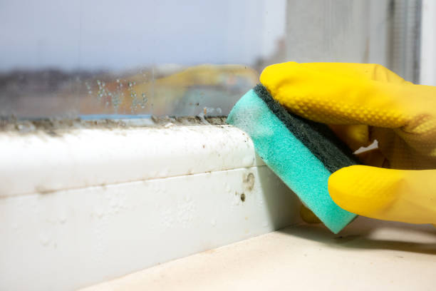 Best Mold Removal Company Near Me  in Hobart, OK