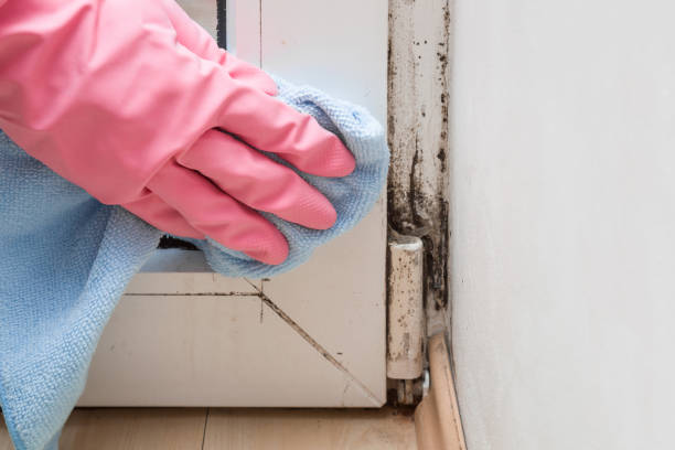 Best Best Mold Removal Companies  in Hobart, OK