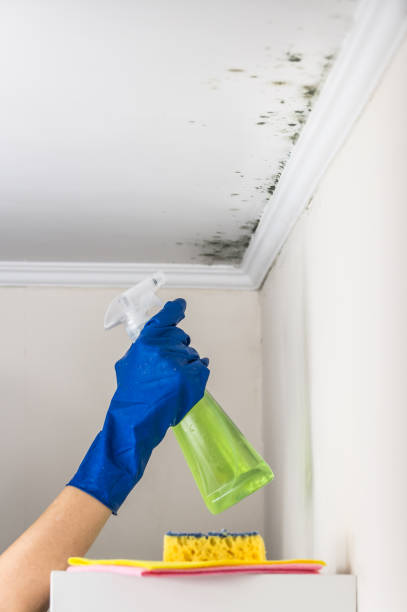 Best Professional Mold Removal  in Hobart, OK